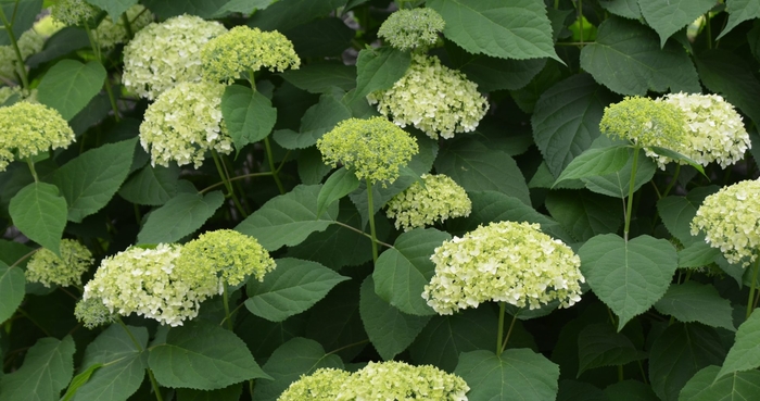Smooth Hydrangea - Hydrangea arborescens ''Grandiflora'' from E.C. Brown's Nursery Smooth Hydrangea - Hydrangea arborescens ''Grandiflora'' from E.C. Brown's Nursery