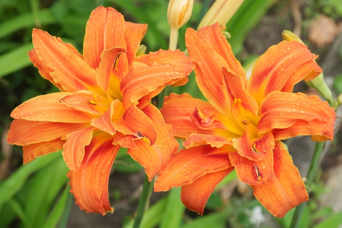 Daylily 'Kwanso' - Hemerocallis fulva 'Kwanso' from E.C. Brown's Nursery