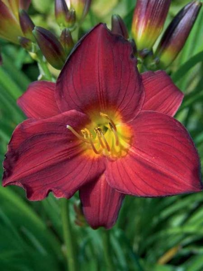 Daylily 'Stella in Red' - Hemerocallis ''Stella in Red'' from E.C. Brown's Nursery