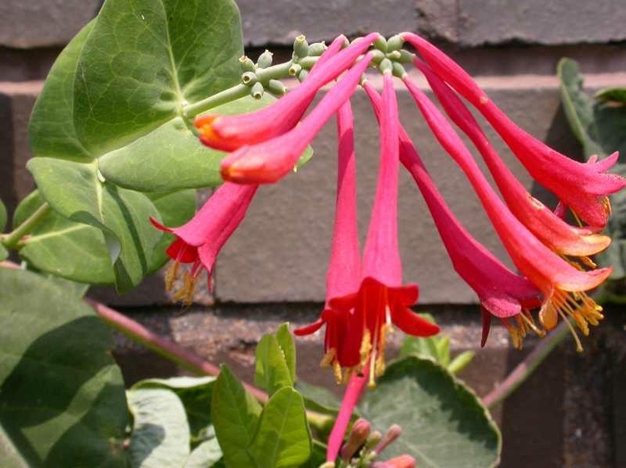 Crimson Trumpet Honeysuckle - Lonicera sempervirens ''Alabama Crimson'' from E.C. Brown's Nursery Crimson Trumpet Honeysuckle - Lonicera sempervirens ''Alabama Crimson'' from E.C. Brown's Nursery