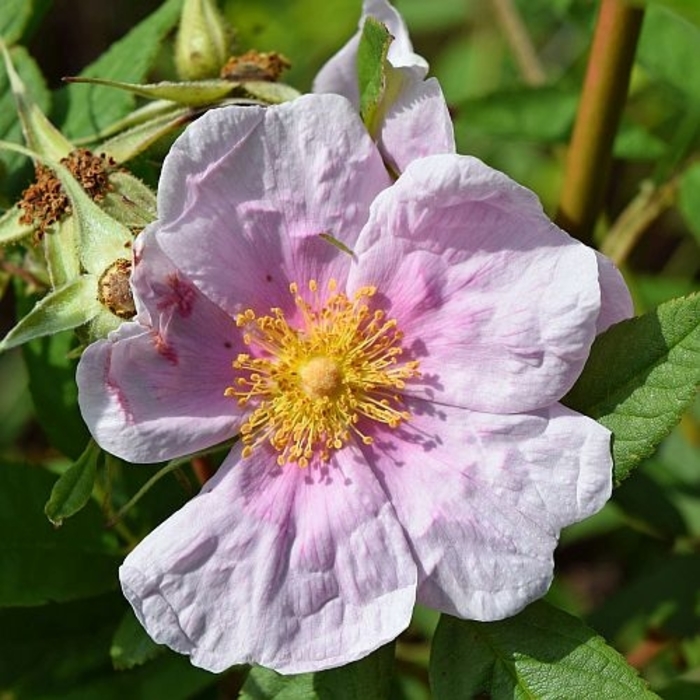 SWAMP ROSE - Rosa palustris from E.C. Brown's Nursery