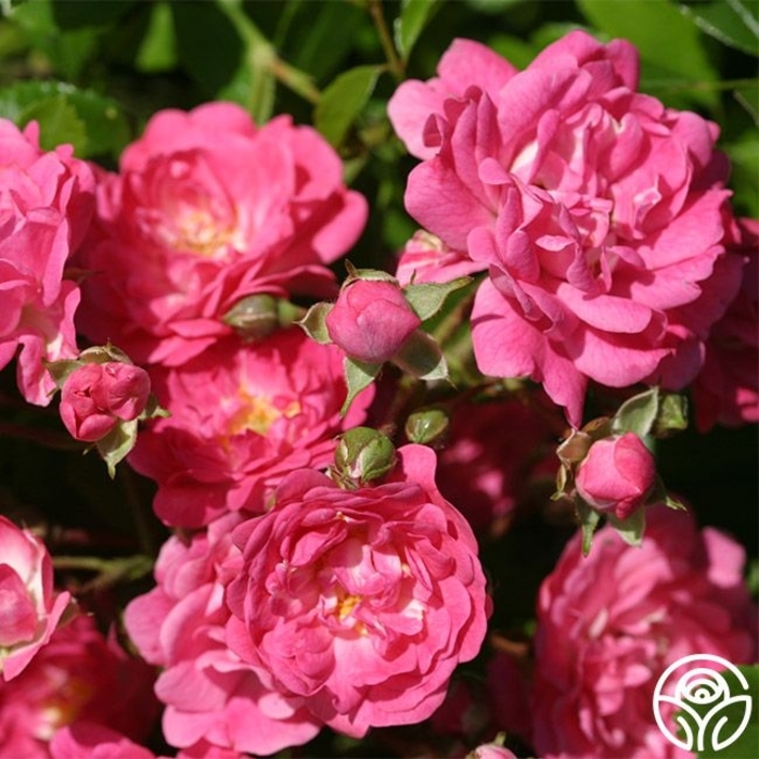 LOVELY FAIRY ROSE - Rosa x polyantha 'Lovely Fairy' from E.C. Brown's Nursery LOVELY FAIRY ROSE - Rosa x polyantha 'Lovely Fairy' from E.C. Brown's Nursery