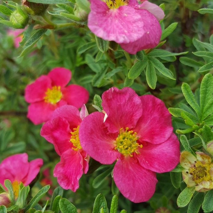 BELLA BELLIMISIMA POTENTILLA - Potentilla fruticosa 'Bella Bellimissima' from E.C. Brown's Nursery