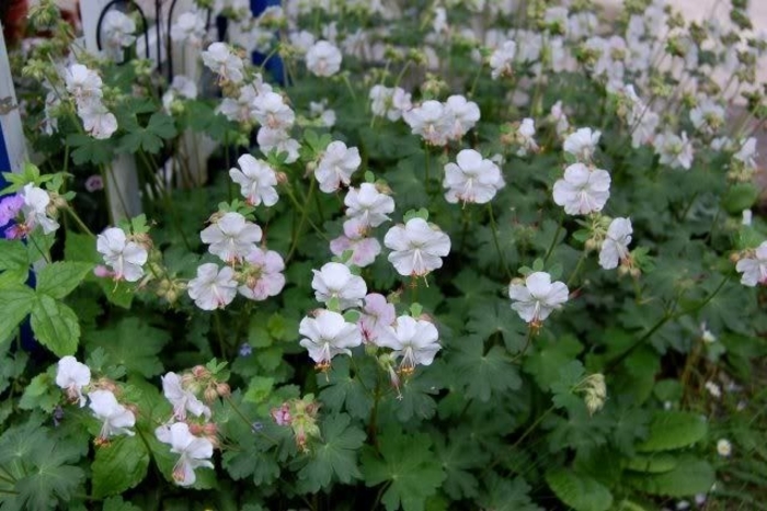 'St Ola' Cranesbill - Geranium cantabrigiense 'St Ola' from E.C. Brown's Nursery 'St Ola' Cranesbill - Geranium cantabrigiense 'St Ola' from E.C. Brown's Nursery