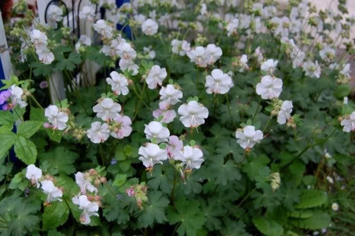 'St Ola' Cranesbill - Geranium cantabrigiense 'St Ola' from E.C. Brown's Nursery