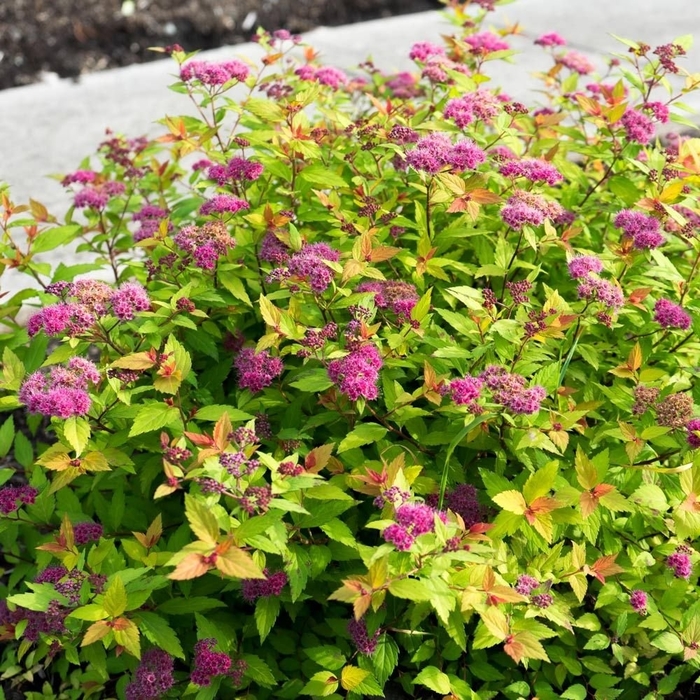 RAINBOW FIZZ SPIREA - Spirea x 'Rainbow Fizz' from E.C. Brown's Nursery RAINBOW FIZZ SPIREA - Spirea x 'Rainbow Fizz' from E.C. Brown's Nursery