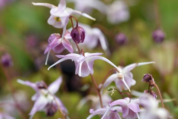 Epimedium Akebono - Epimedium x hybrid 'Akebono' from E.C. Brown's Nursery Epimedium Akebono - Epimedium x hybrid 'Akebono' from E.C. Brown's Nursery