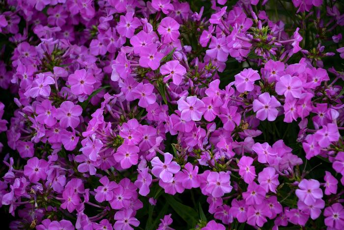 'Opening Act Romance' Garden Phlox - Phlox from E.C. Brown's Nursery