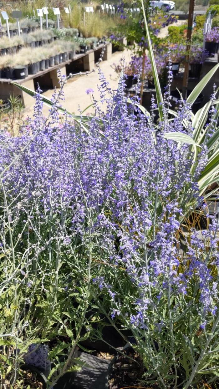 Lacey Blue Russian Sage - Perovskia atriplicifolia 'Lisslitt' PP20845 (Russian Sage) from E.C. Brown's Nursery