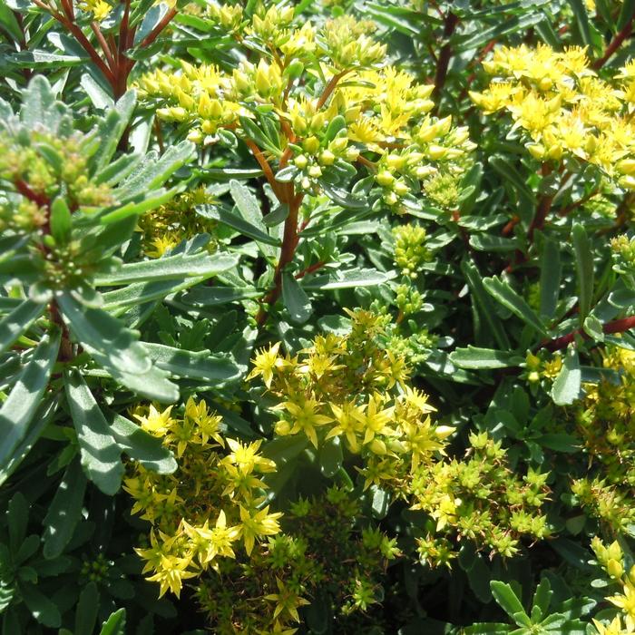 Yellow Diamonds Stonecrop - Sedum middendorffianum 'Yellow Diamonds' PPAF (Stonecrop) from E.C. Brown's Nursery Yellow Diamonds Stonecrop - Sedum middendorffianum 'Yellow Diamonds' PPAF (Stonecrop) from E.C. Brown's Nursery