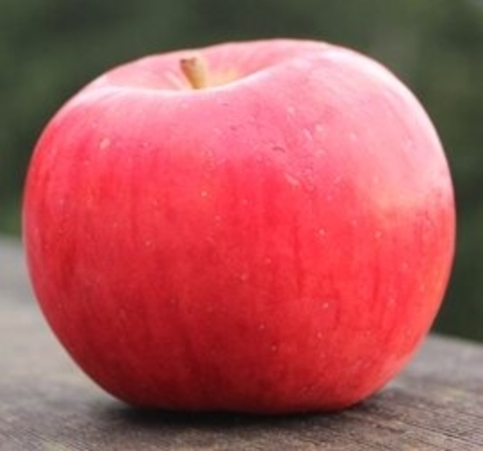 Crimson Topaz Apple - Malus domestica 'Crimson Topaz' from E.C. Brown's Nursery
