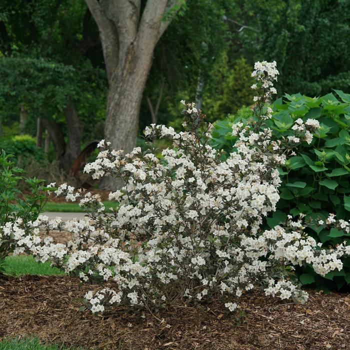 Wine and Spirits™ Weigela - Weigela florida 'SMNWFC' PPAF, Can PBRAF (Weigela) from E.C. Brown's Nursery Wine and Spirits™ Weigela - Weigela florida 'SMNWFC' PPAF, Can PBRAF (Weigela) from E.C. Brown's Nursery