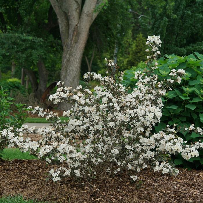 Wine and Spirits™ Weigela - Weigela florida 'SMNWFC' PPAF, Can PBRAF (Weigela) from E.C. Brown's Nursery