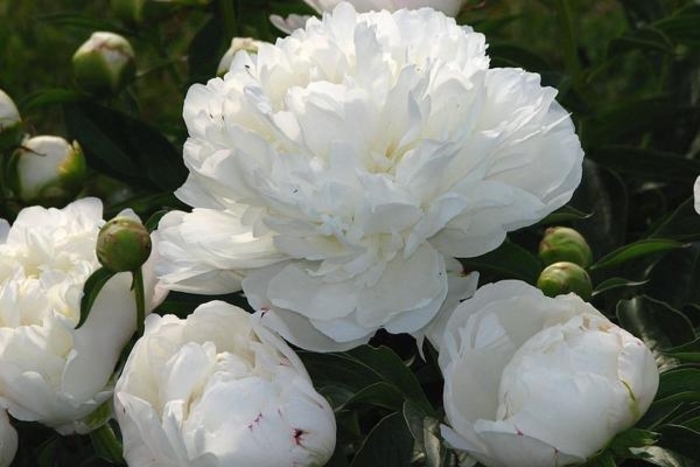 Amalia Olson Peony - Peony lactiflora 'Amalia Olson' from E.C. Brown's Nursery