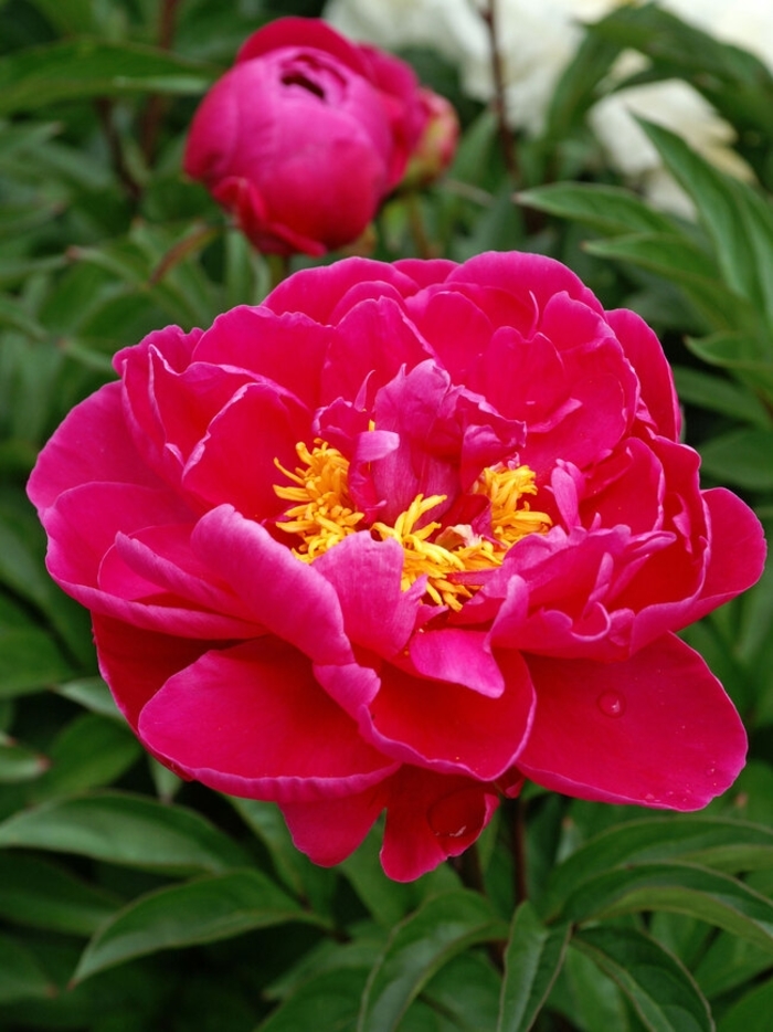 Karl Rosenfield Peony - Peony lactiflora 'Karl Rosenfield' from E.C. Brown's Nursery