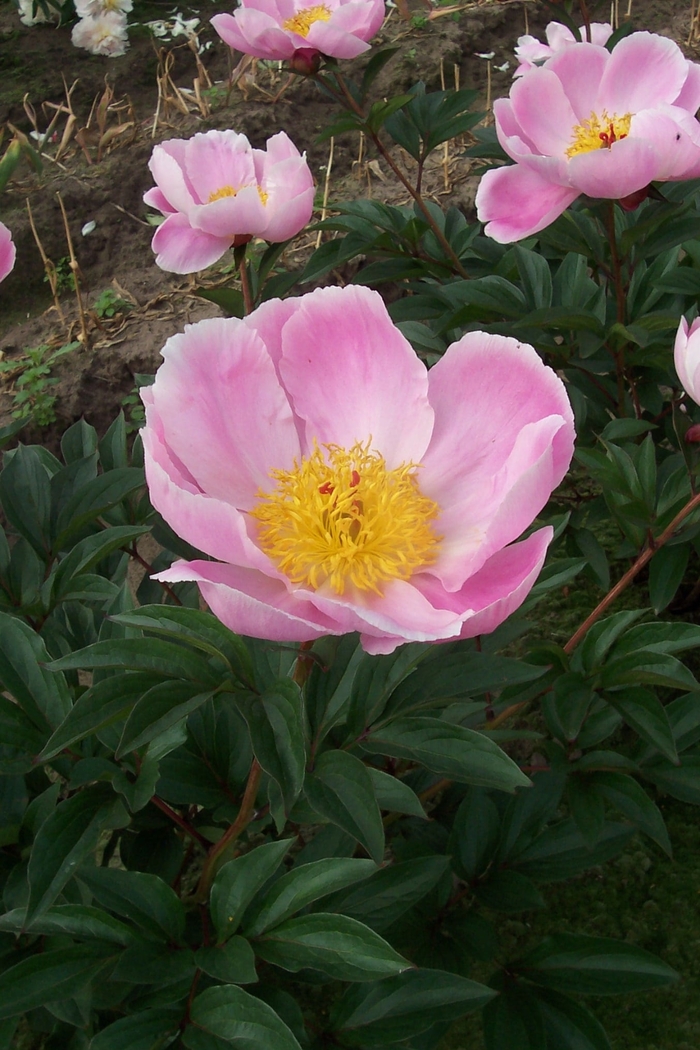 Martha W Peony - Peony lactiflora 'Martha W' from E.C. Brown's Nursery