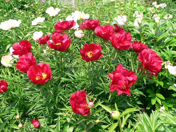 Merry Mayshine Peony - Peony lactiflora 'Merry Mayshine' from E.C. Brown's Nursery