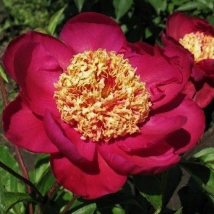 Sword Dance Peony - Peony lactiflora 'Sword Dance' from E.C. Brown's Nursery