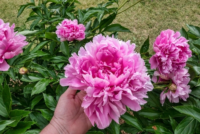 Queen of Hamburg Peony - Peony lactiflora 'Queen of Hamburg' from E.C. Brown's Nursery