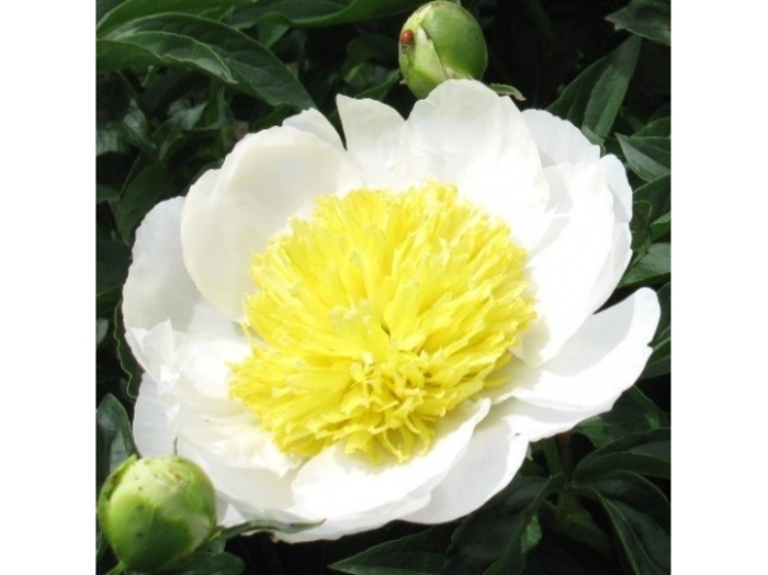 Stella Charm - Peony lactiflora 'Stellar Charm' from E.C. Brown's Nursery