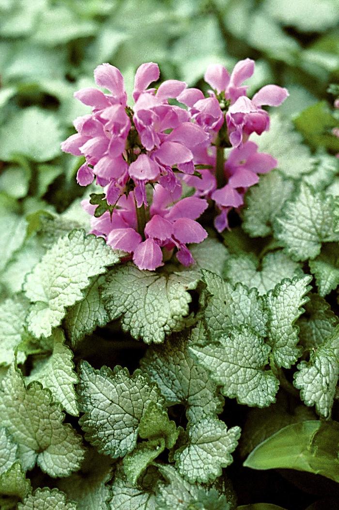 'Orchid Frost' Dead Nettle - Lamium maculatum from E.C. Brown's Nursery 'Orchid Frost' Dead Nettle - Lamium maculatum from E.C. Brown's Nursery
