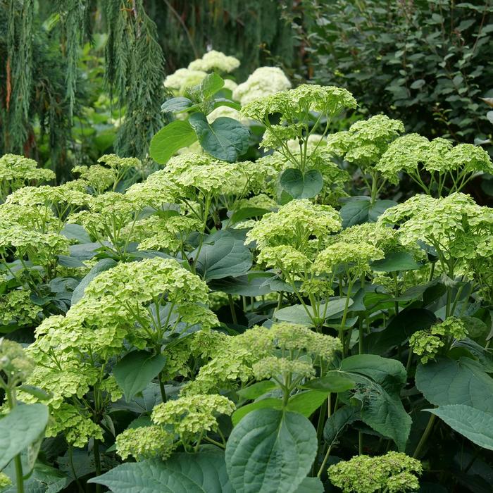 'Invincibelle Sublime™' Smooth Hydrangea - Hydrangea arborescens from E.C. Brown's Nursery