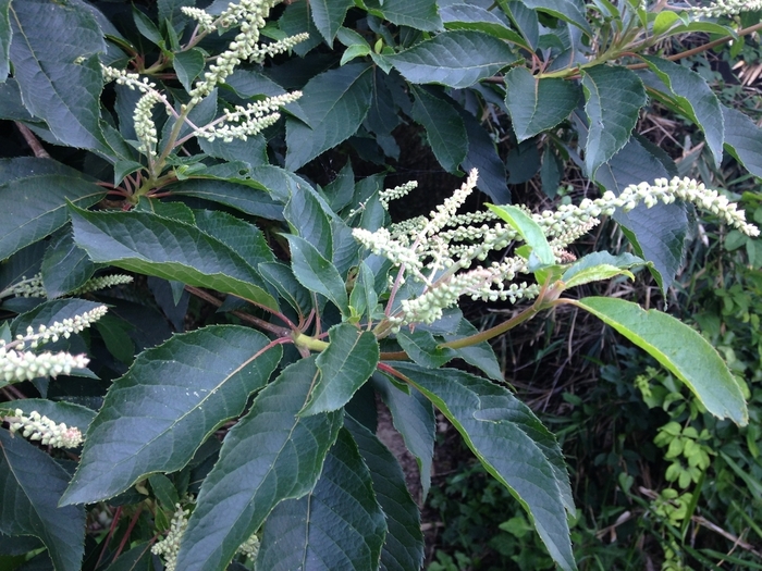 Japanese Summersweet - Clethra barbinervis from E.C. Brown's Nursery Japanese Summersweet - Clethra barbinervis from E.C. Brown's Nursery