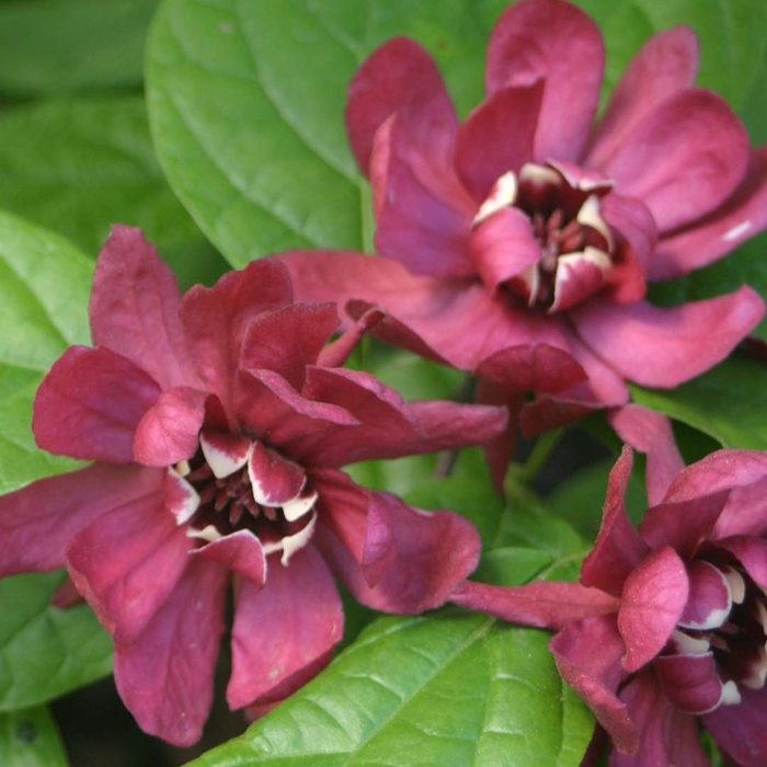 Hartlage Wine Sweetshrub - Calycanthus x raulstonii 'Hartlage Wine' from E.C. Brown's Nursery