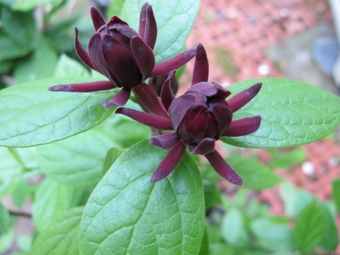 Michael Lindsey Sweetshrub - Calycanthus floridus 'Michael Lindsey' from E.C. Brown's Nursery Michael Lindsey Sweetshrub - Calycanthus floridus 'Michael Lindsey' from E.C. Brown's Nursery
