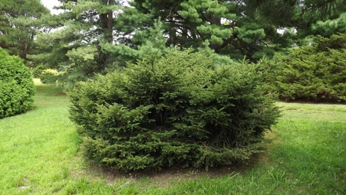 Table Top Dwarf Birdsnest Spruce - Picea abies 'Tabuliformis' from E.C. Brown's Nursery