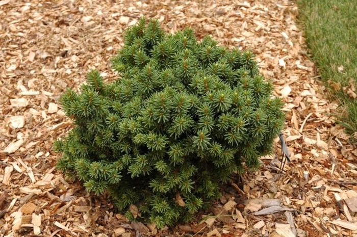 Skyhigh Dwarf Norway Spruce - Picea abies 'Skyhigh' from E.C. Brown's Nursery