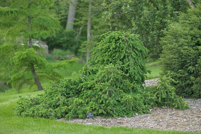 Frohburg Weeping Norway Spruce - Picea abies 'Frohburg' from E.C. Brown's Nursery