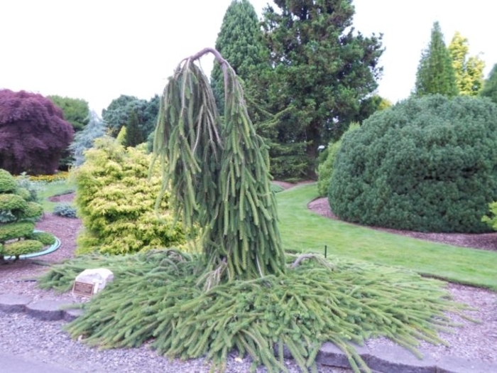 Cobra Weeping Norway Spruce - Picea abies 'Cobra' from E.C. Brown's Nursery