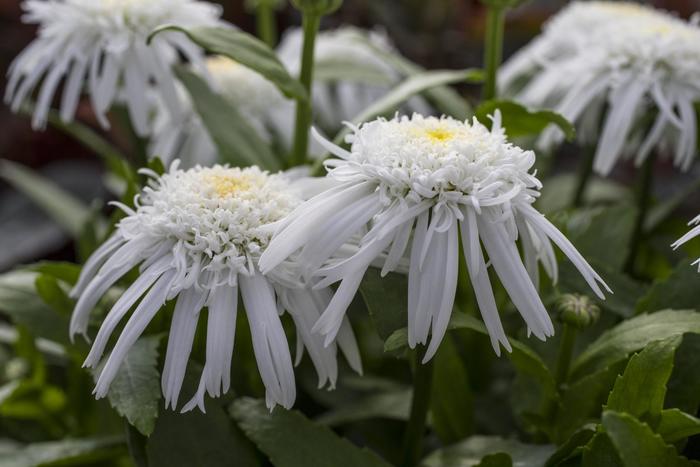 Carpet Angel® Shasta Daisy - Leucanthemum x superbum 'Carpet Angel®' (Shasta Daisy) from E.C. Brown's Nursery