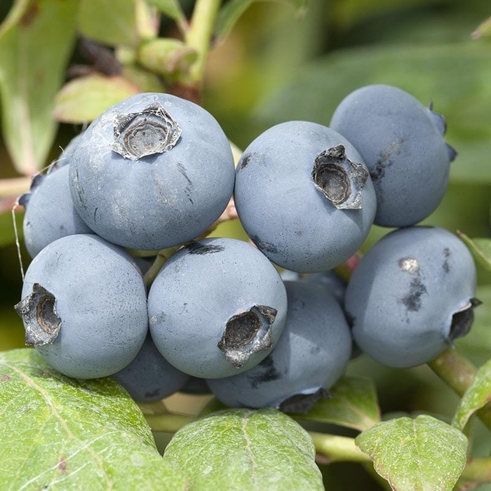 Chanticleer Blueberry - Vaccinium corymbosum 'Chanticleer' from E.C. Brown's Nursery