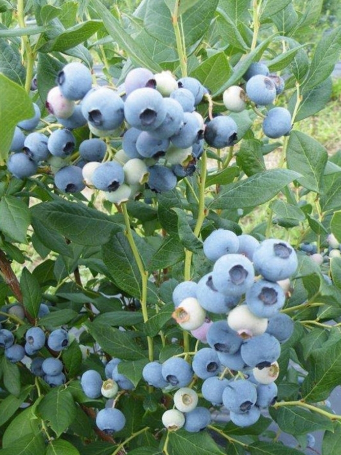 Elizabeth Blueberry - Vaccinium corymbosum 'Elizabeth' from E.C. Brown's Nursery