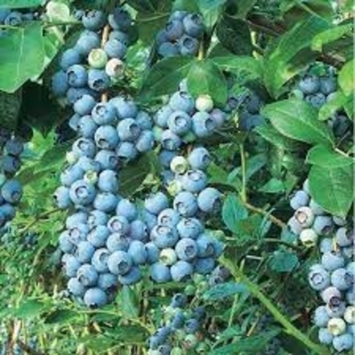 Berkley Blueberry - Vaccinium corymbosum 'Berkley' from E.C. Brown's Nursery