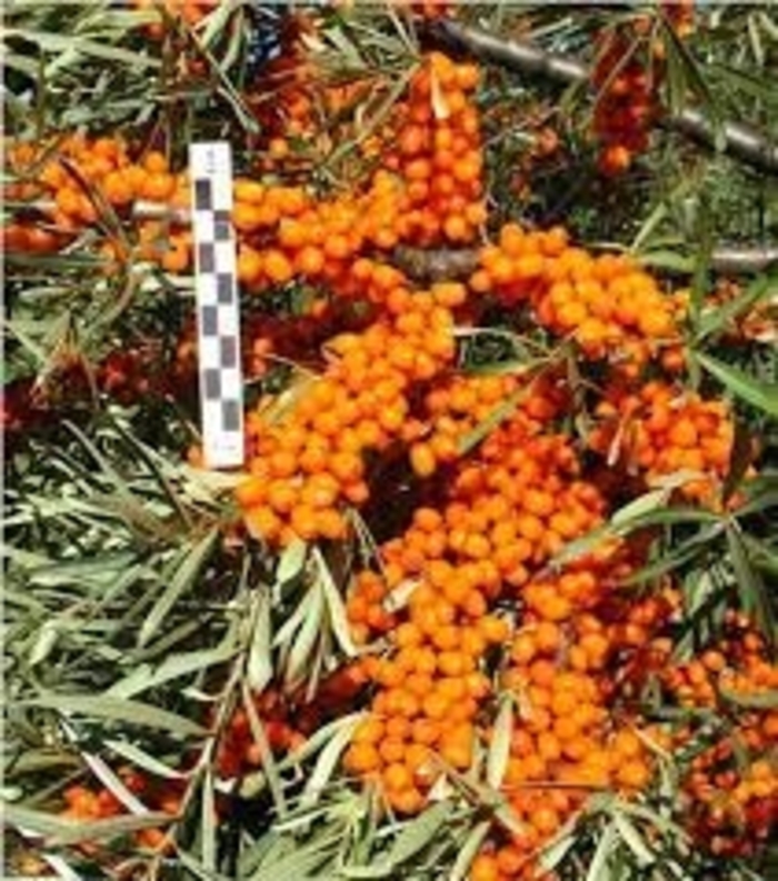 Sea Buckthorn - Hippophae rhamnoides from E.C. Brown's Nursery Sea Buckthorn - Hippophae rhamnoides from E.C. Brown's Nursery