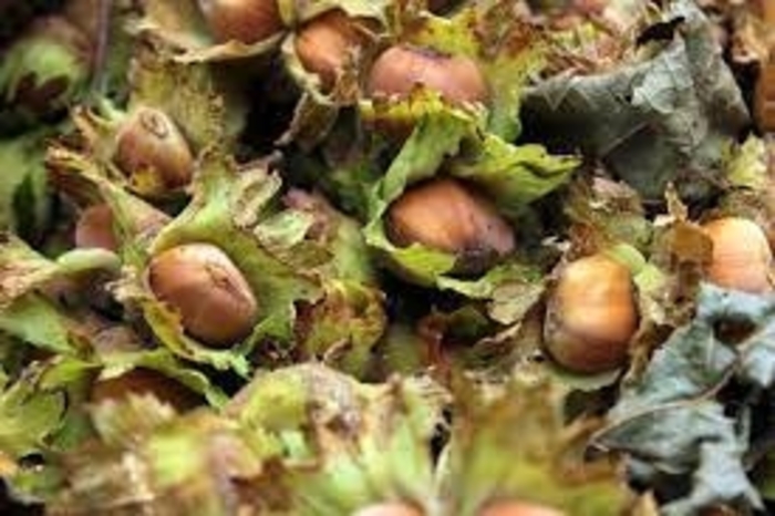 Hazelbert - Corylus x from E.C. Brown's Nursery Hazelbert - Corylus x from E.C. Brown's Nursery
