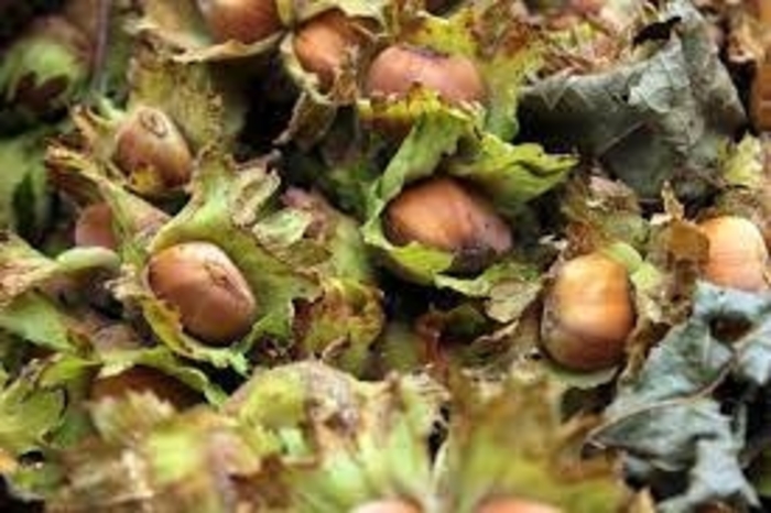 Hazelbert - Corylus x from E.C. Brown's Nursery