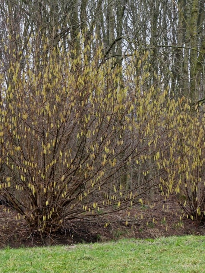 Hazelnut - Corylus avellena from E.C. Brown's Nursery