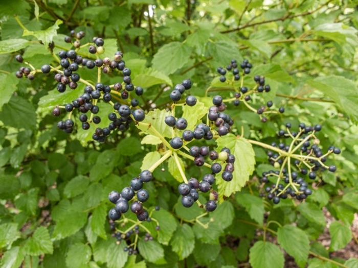 Arrowwood Viburnum - Viburnum dentatum from E.C. Brown's Nursery