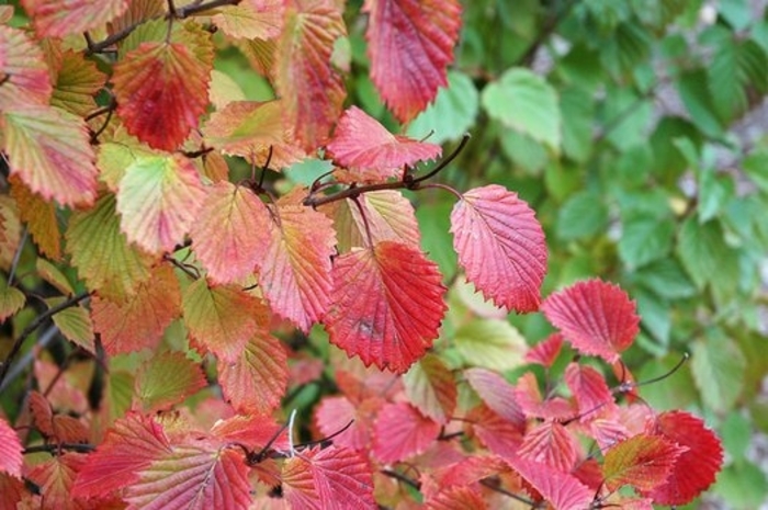  Autumn Jazz Arrowwood Viburnum - Viburnum dentatum 'Ralph Senior' from E.C. Brown's Nursery