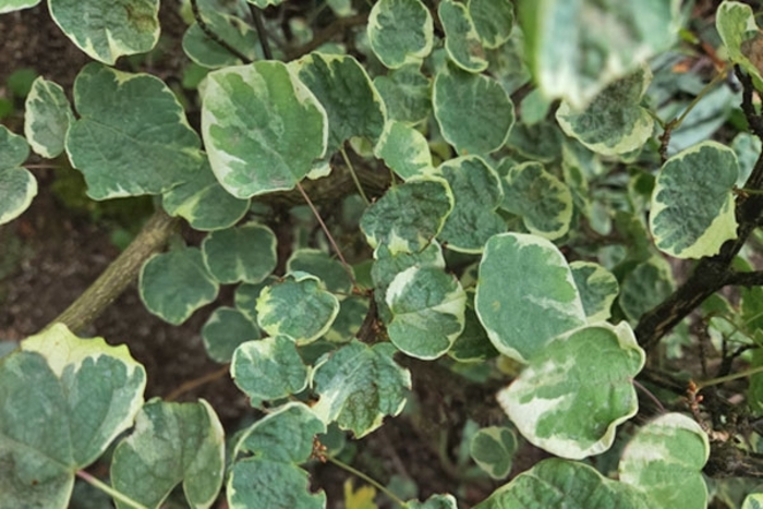 Variegated Redbud Hazel - Disanthus cercidifolius 'Ena Nishiki' from E.C. Brown's Nursery