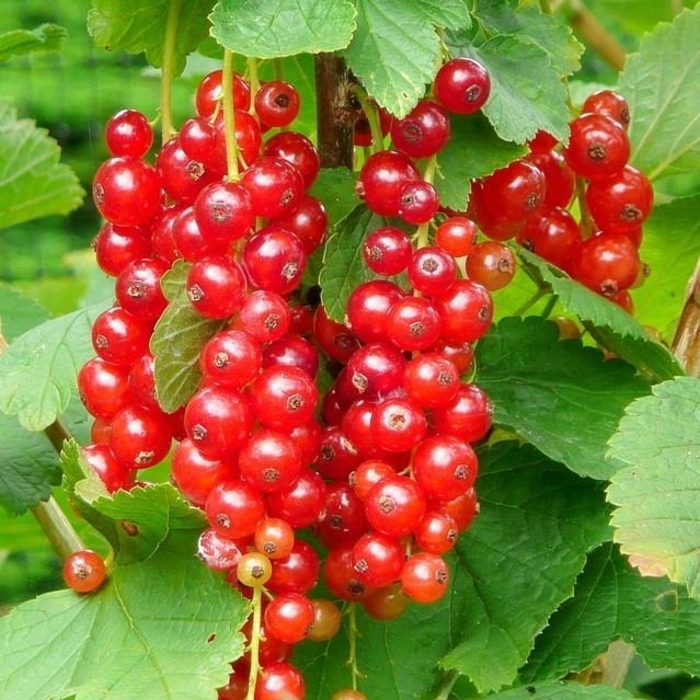 Jonkheer van Tets Gooseberry - Ribes x from E.C. Brown's Nursery Jonkheer van Tets Gooseberry - Ribes x from E.C. Brown's Nursery