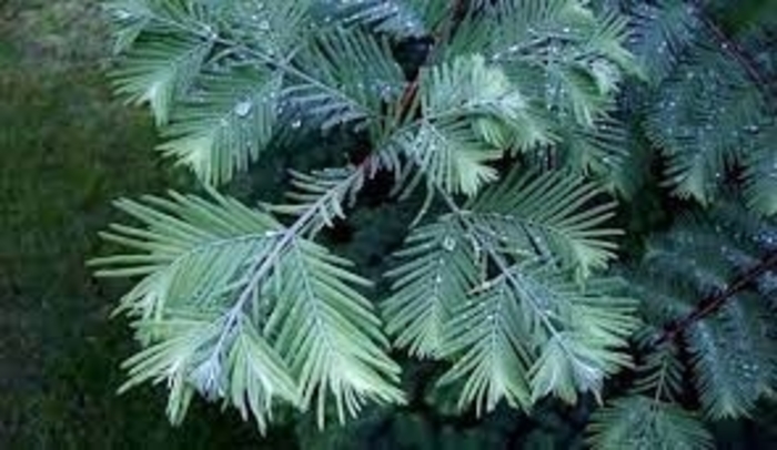 Blue-ish Dawn Redwood - Metasequoia glyptostroboides 'Bluie-ish' from E.C. Brown's Nursery