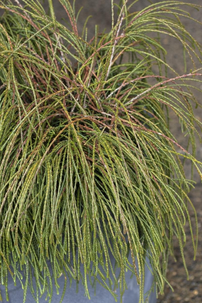 Whipcord Arborvitae - Thuja plicata 'Whipcord' from E.C. Brown's Nursery Whipcord Arborvitae - Thuja plicata 'Whipcord' from E.C. Brown's Nursery