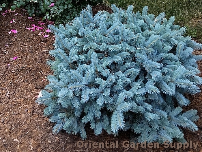 Colorado Spruce - Picea pungens 'Glauca' from E.C. Brown's Nursery