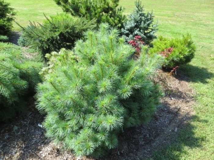 Dwarf White Pine Connecticut Slate - Pinus strobus 'Connecticut Slate' from E.C. Brown's Nursery