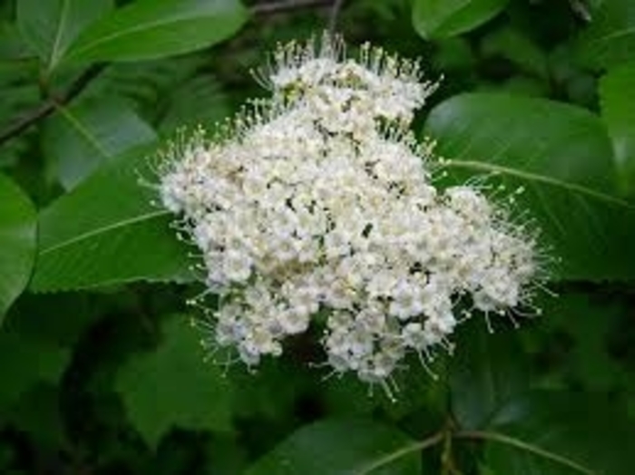 Withrod Viburnum - Viburnum cassinoides from E.C. Brown's Nursery